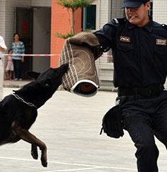 郴州保安警犬护卫